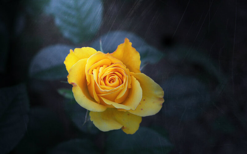 Yellow Rose in Rain — Dramatic, Photograph, Leaves