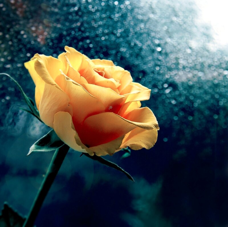 Yellow Rose in Rain — Dramatic, Photograph, Raindrops