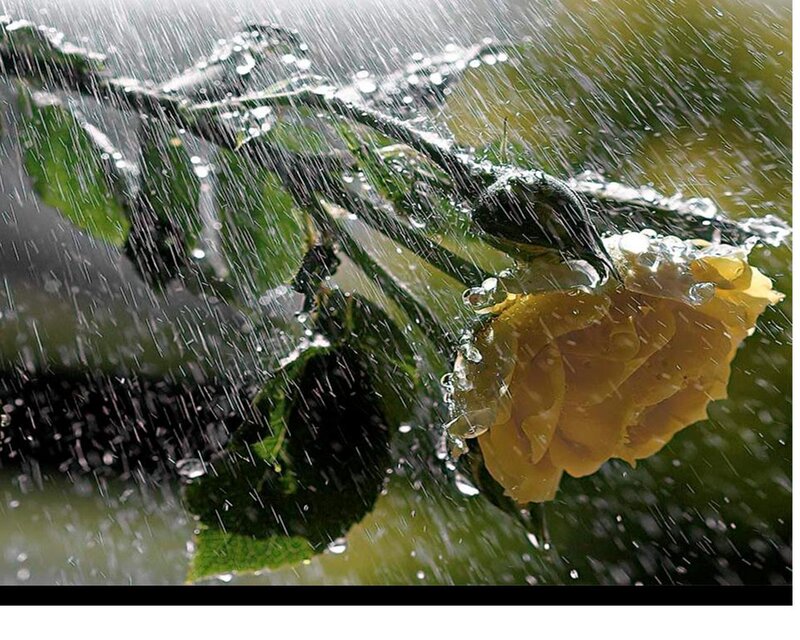 Yellow Rose in Rain — Dramatic, Photograph