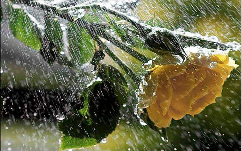 Yellow Rose in Rain — Dramatic