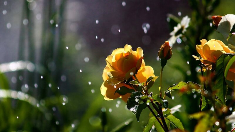 Yellow Rose in Rain — Serene, Morning