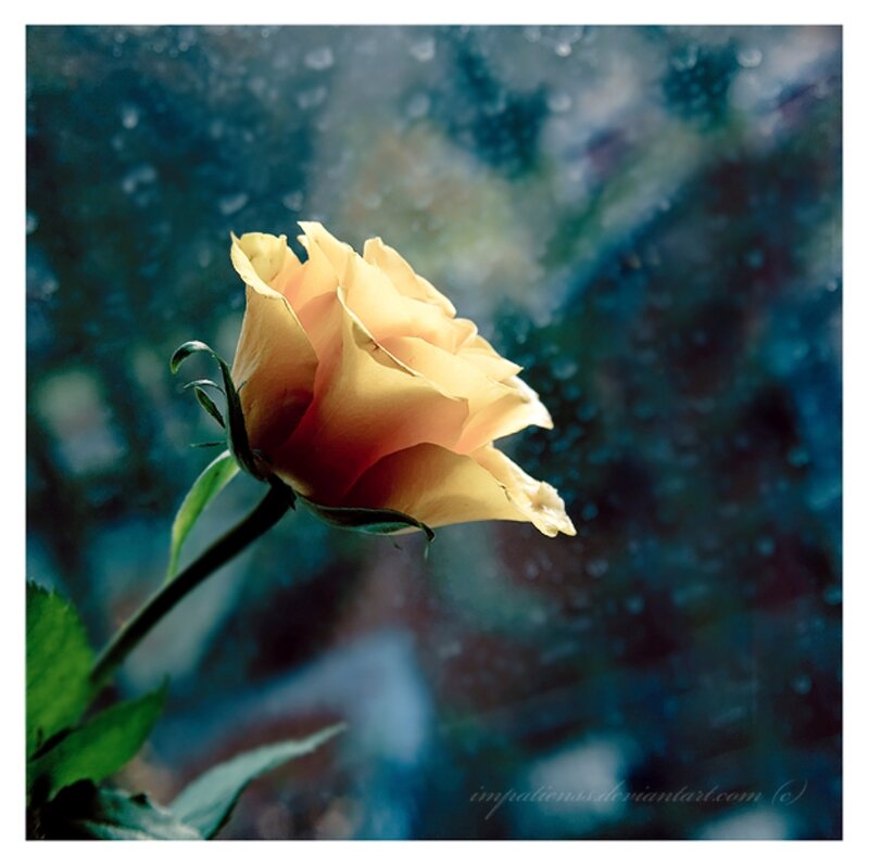 Yellow Rose in Rain — Serene, Photograph