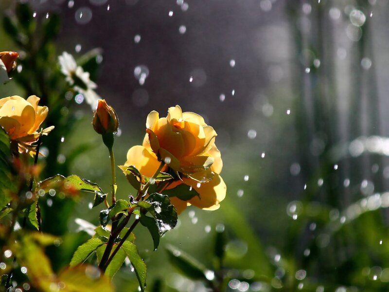 Yellow Rose in Rain — Serene