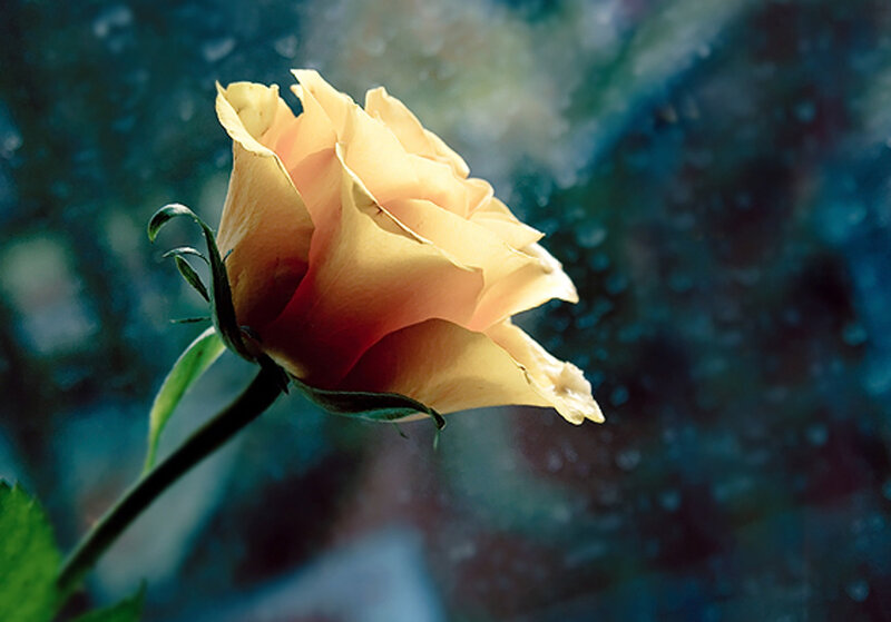 yellow rose in rain