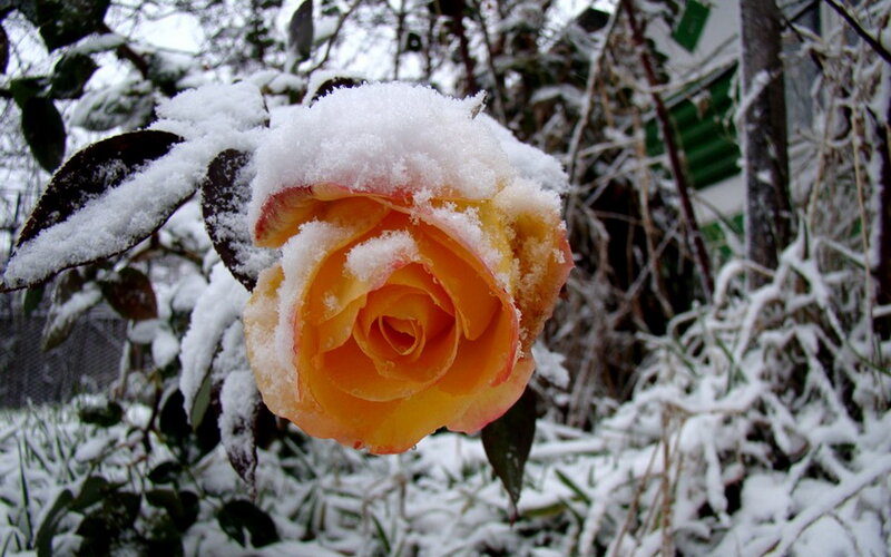 Yellow Rose in Snow — Serene