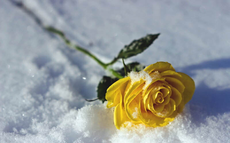 Yellow Rose in Snow — Serene, Winter, Photograph, Stem, Leaf