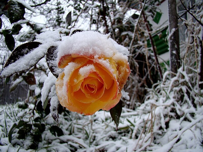 Yellow Rose in Snow — Serene, Winter