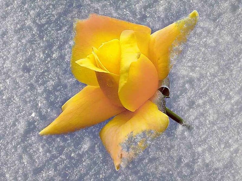 Yellow Rose in Snow