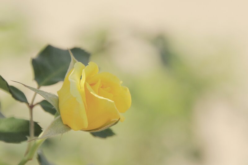 yellow rose in soft focus
