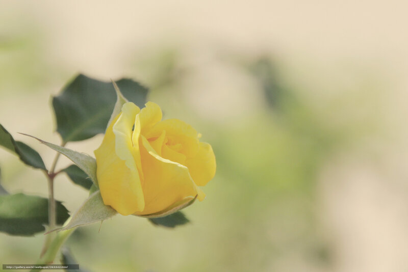 Yellow rose in soft focus