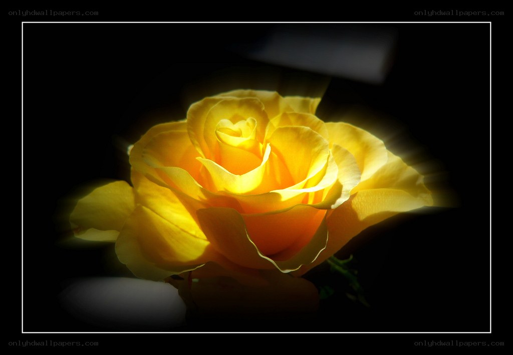 yellow rose in spotlight