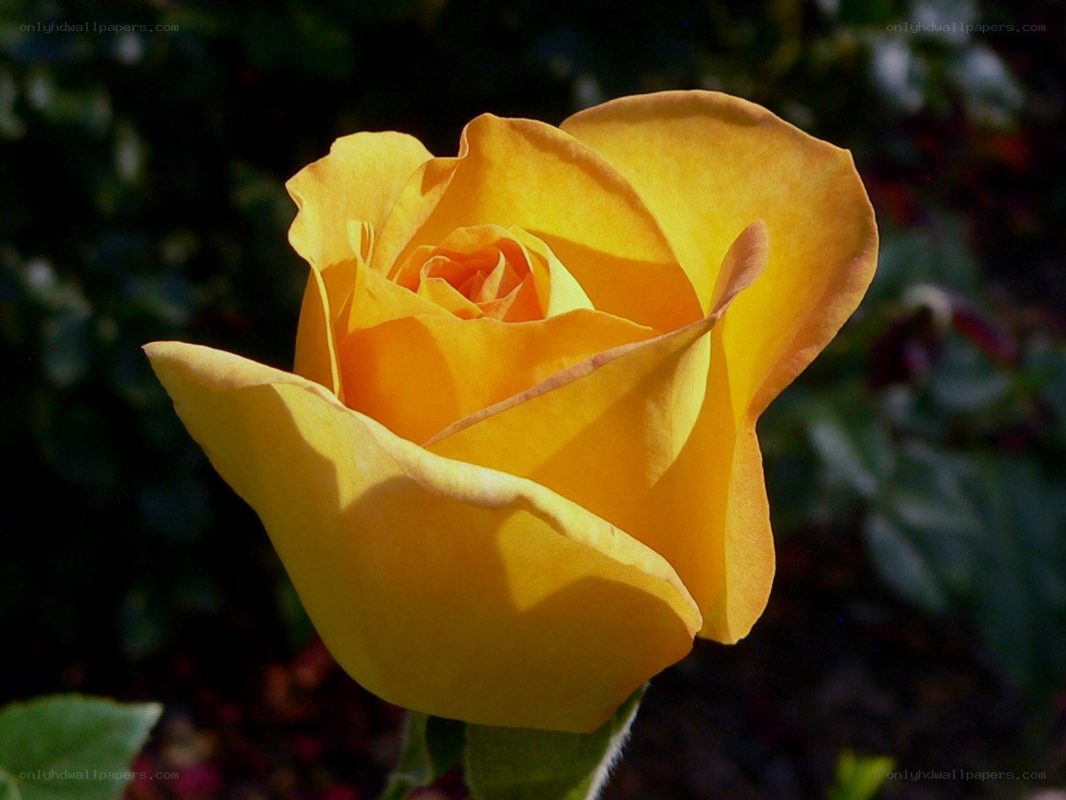 Yellow rose in sunlight