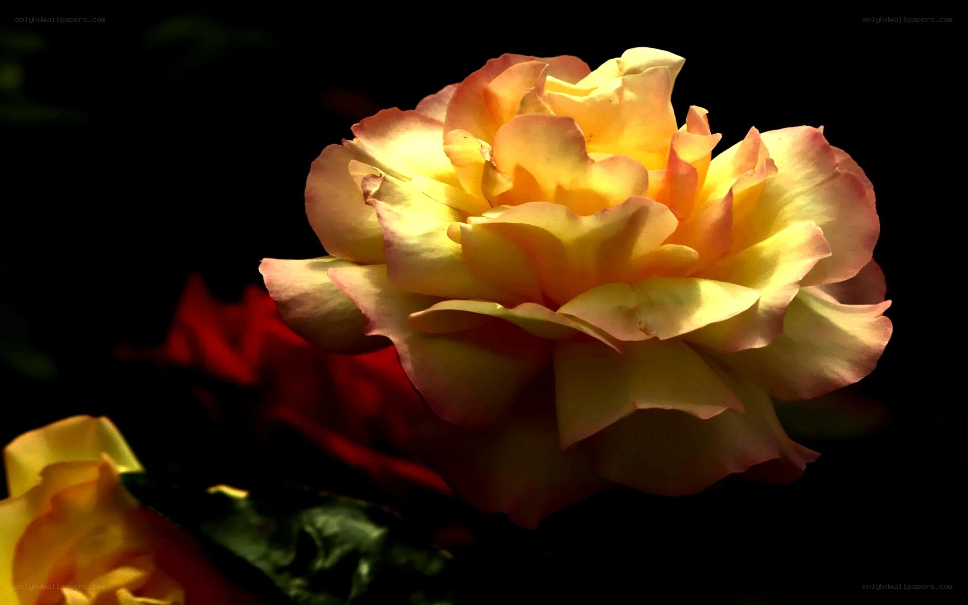 Yellow rose in sunlight