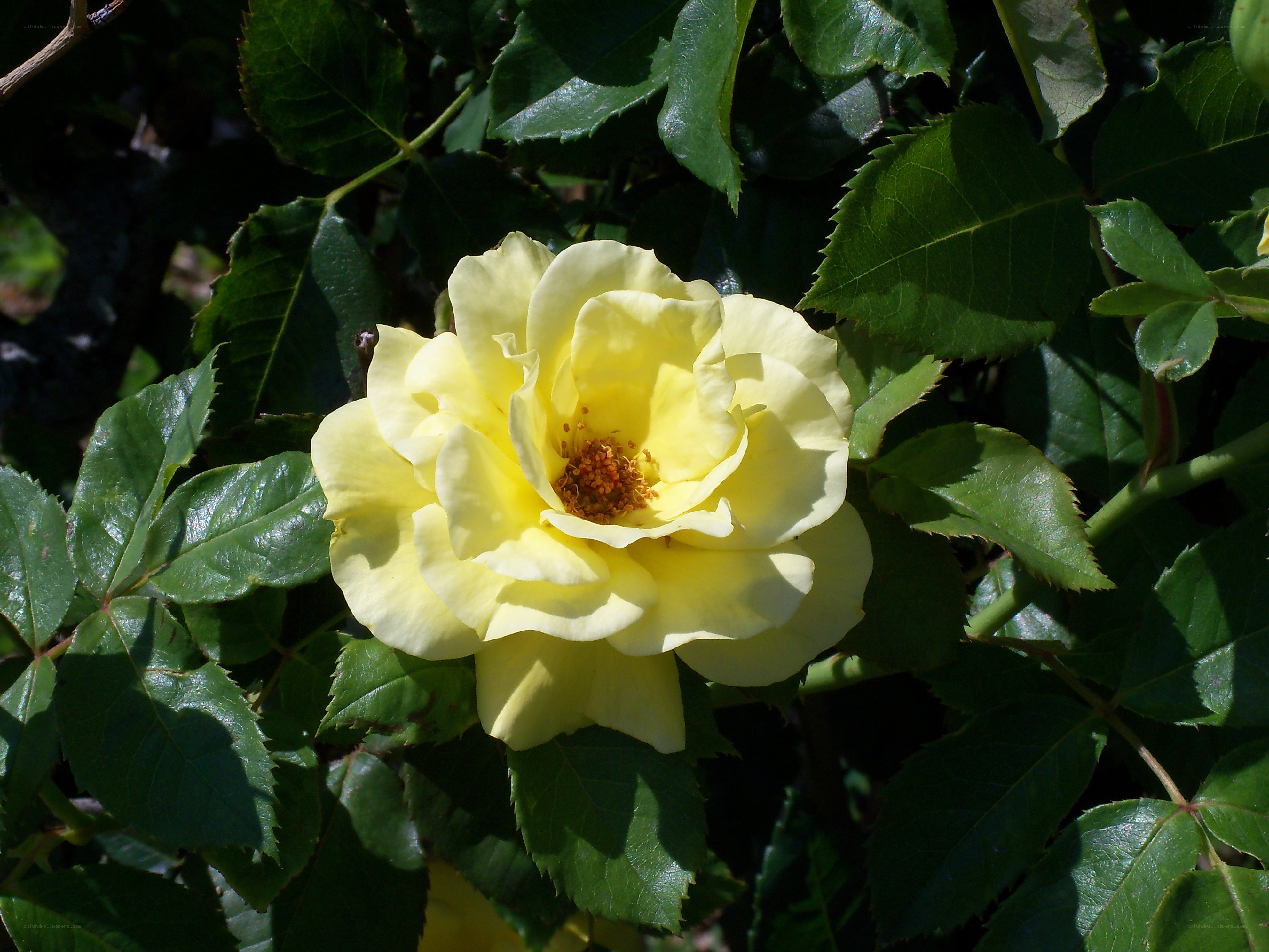 yellow rose in sunlight