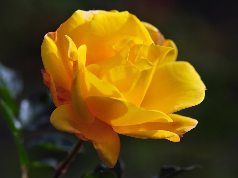 Yellow rose in sunlight