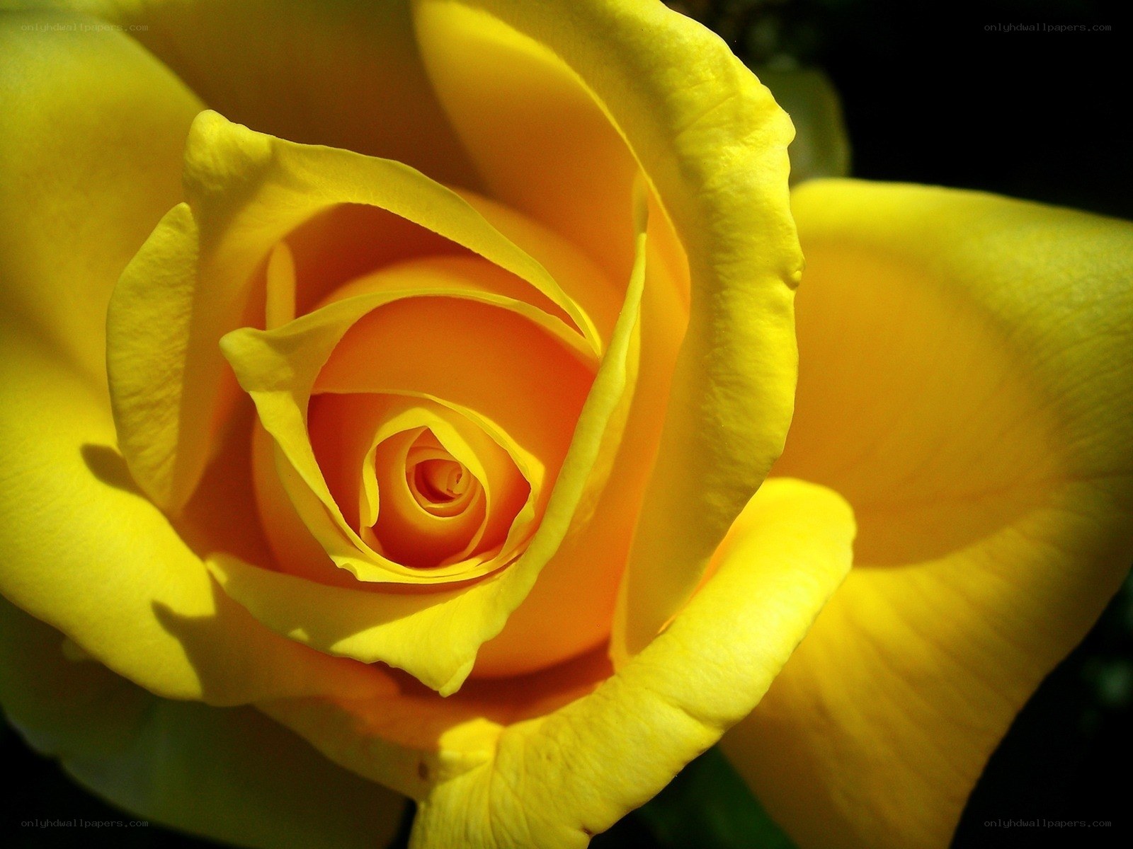 yellow rose in sunlight