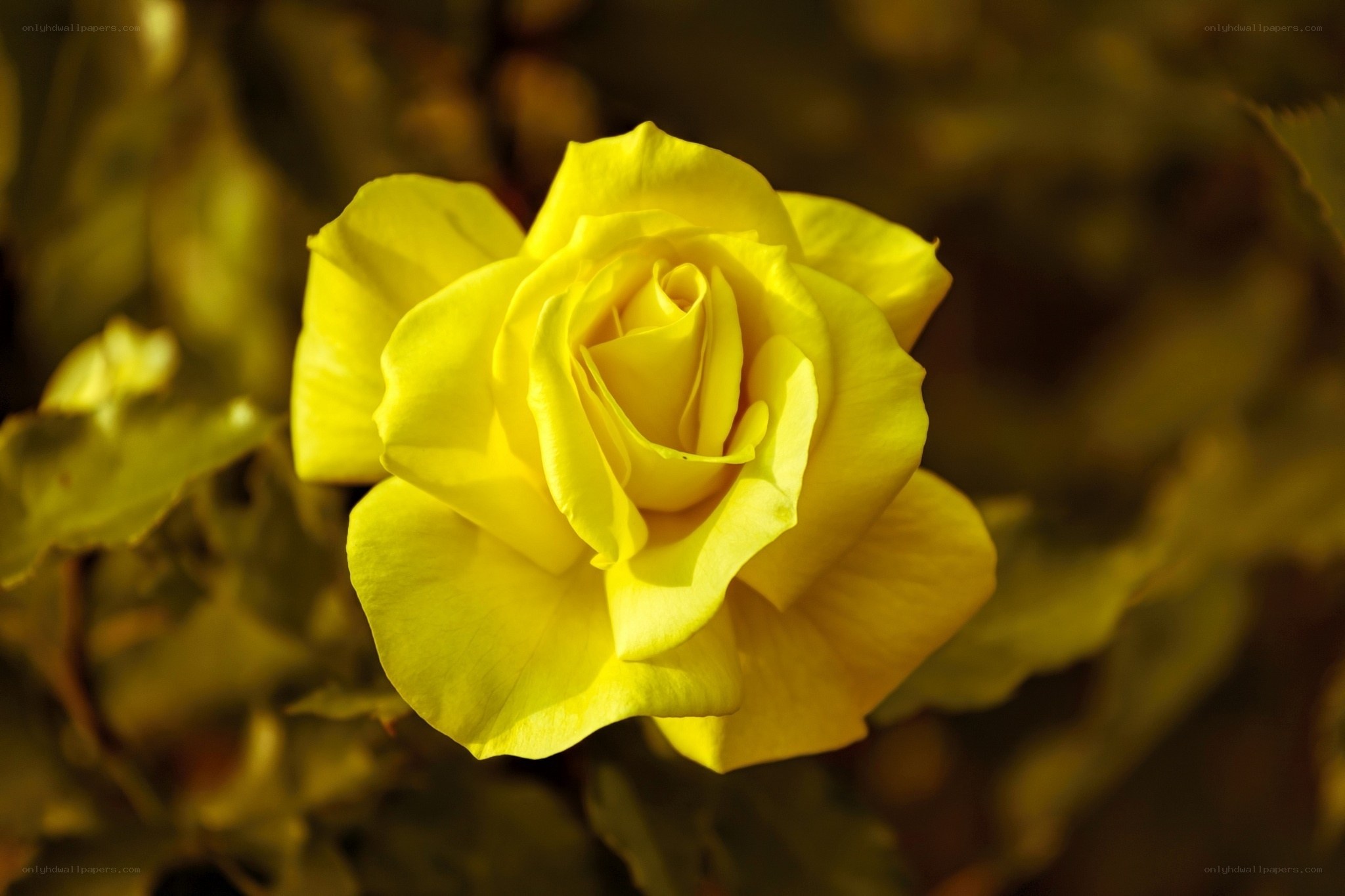 Yellow rose in sunlight