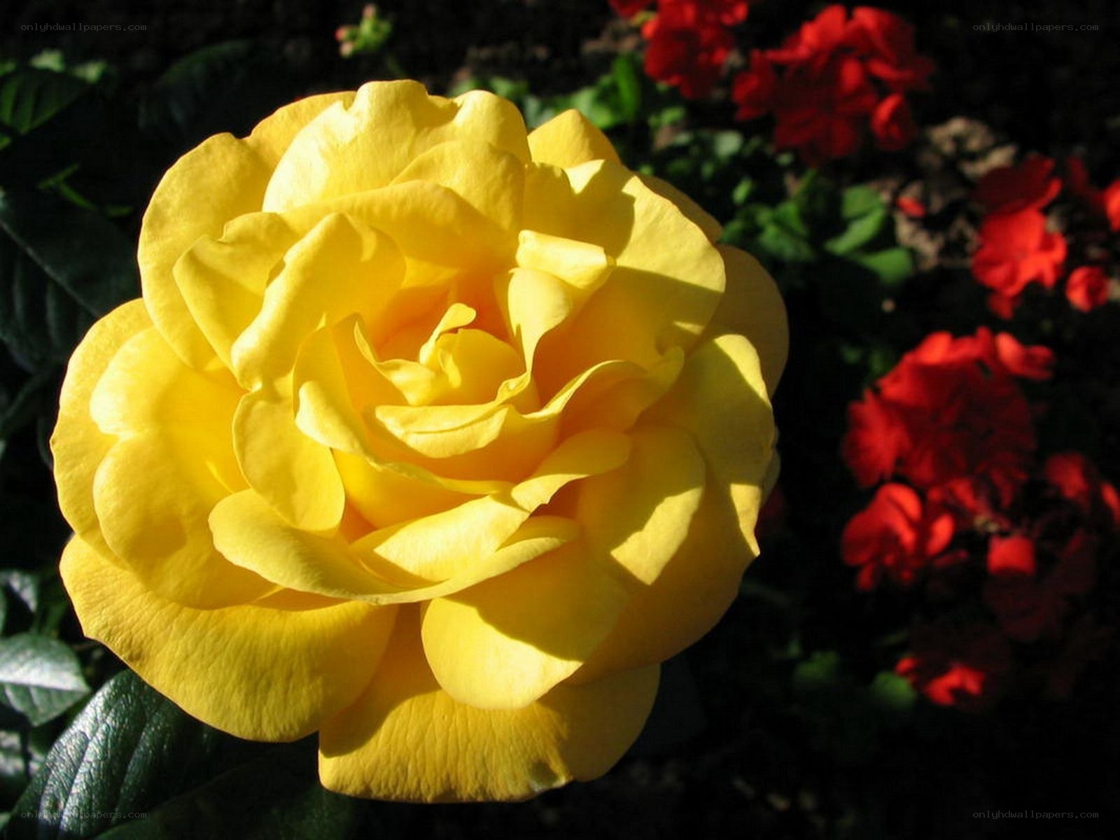 Yellow rose in sunlight