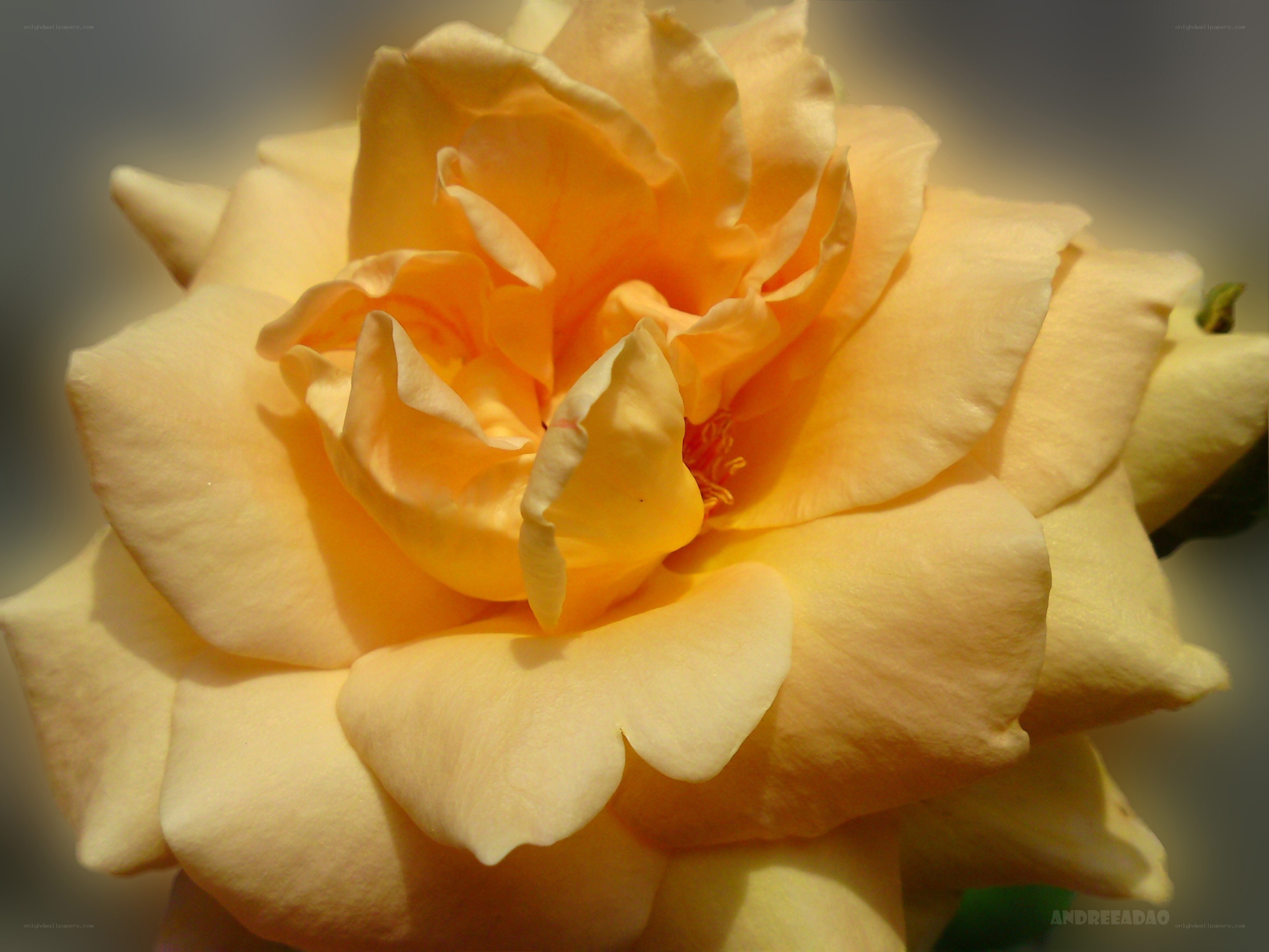 yellow rose in sunlight