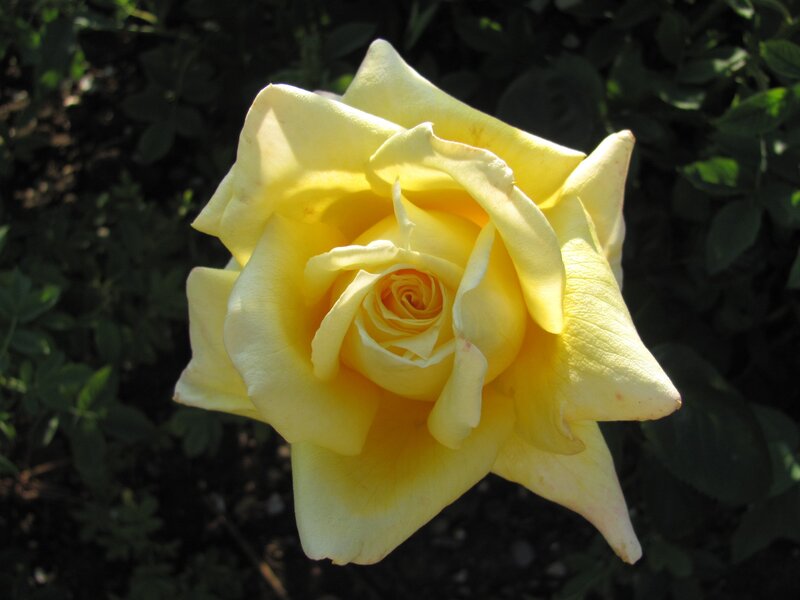 Yellow rose in sunlight