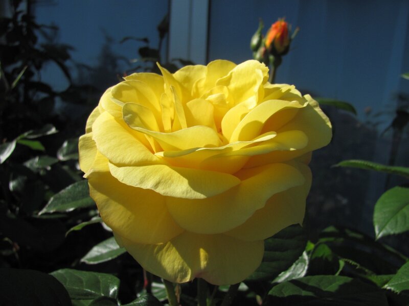 Yellow rose in sunlight
