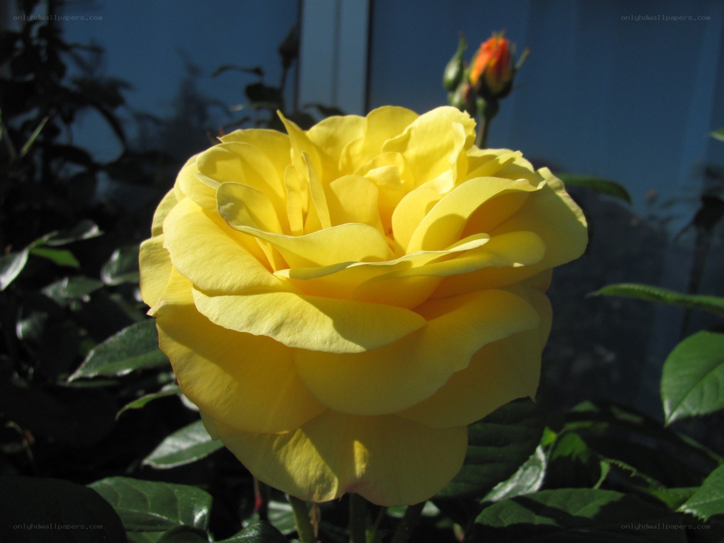 Yellow rose in sunlight