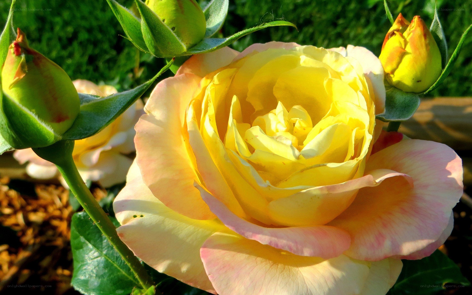 Yellow rose in sunlight