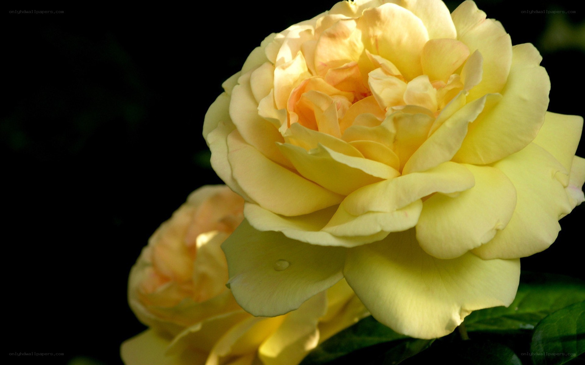 yellow rose in sunlight