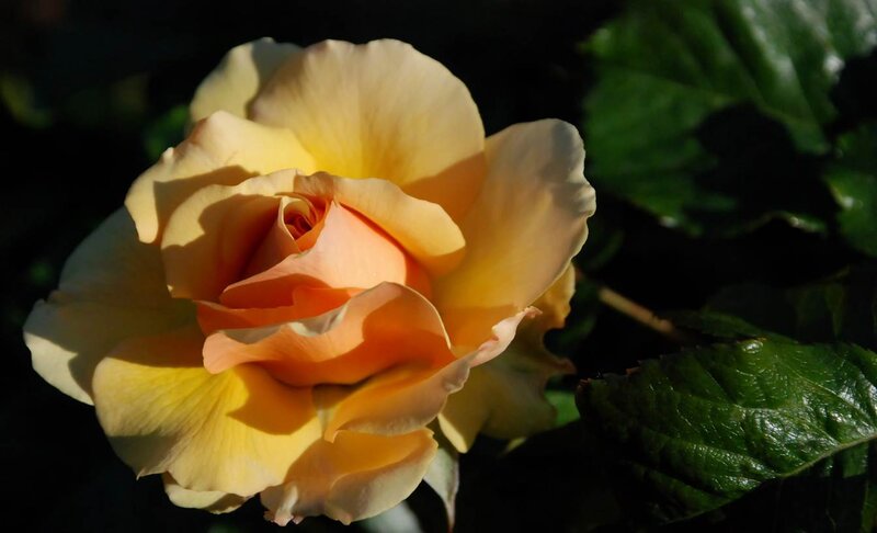 Yellow Rose in Sunlight — Dramatic, Afternoon, Photograph