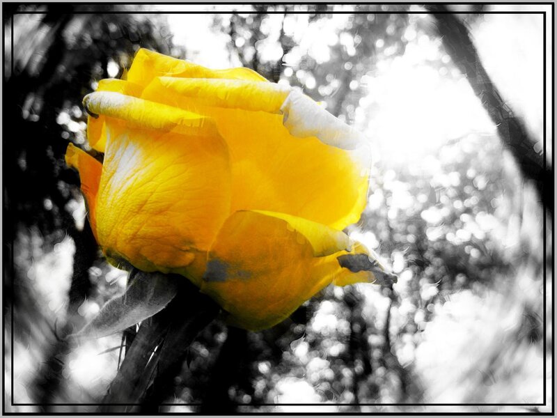 Yellow Rose in Sunlight — Dramatic, Afternoon