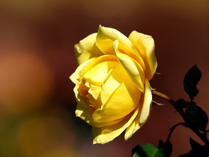 Yellow Rose in Sunlight — Serene, Afternoon