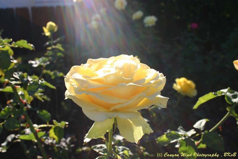 Yellow Rose in Sunlight — Serene