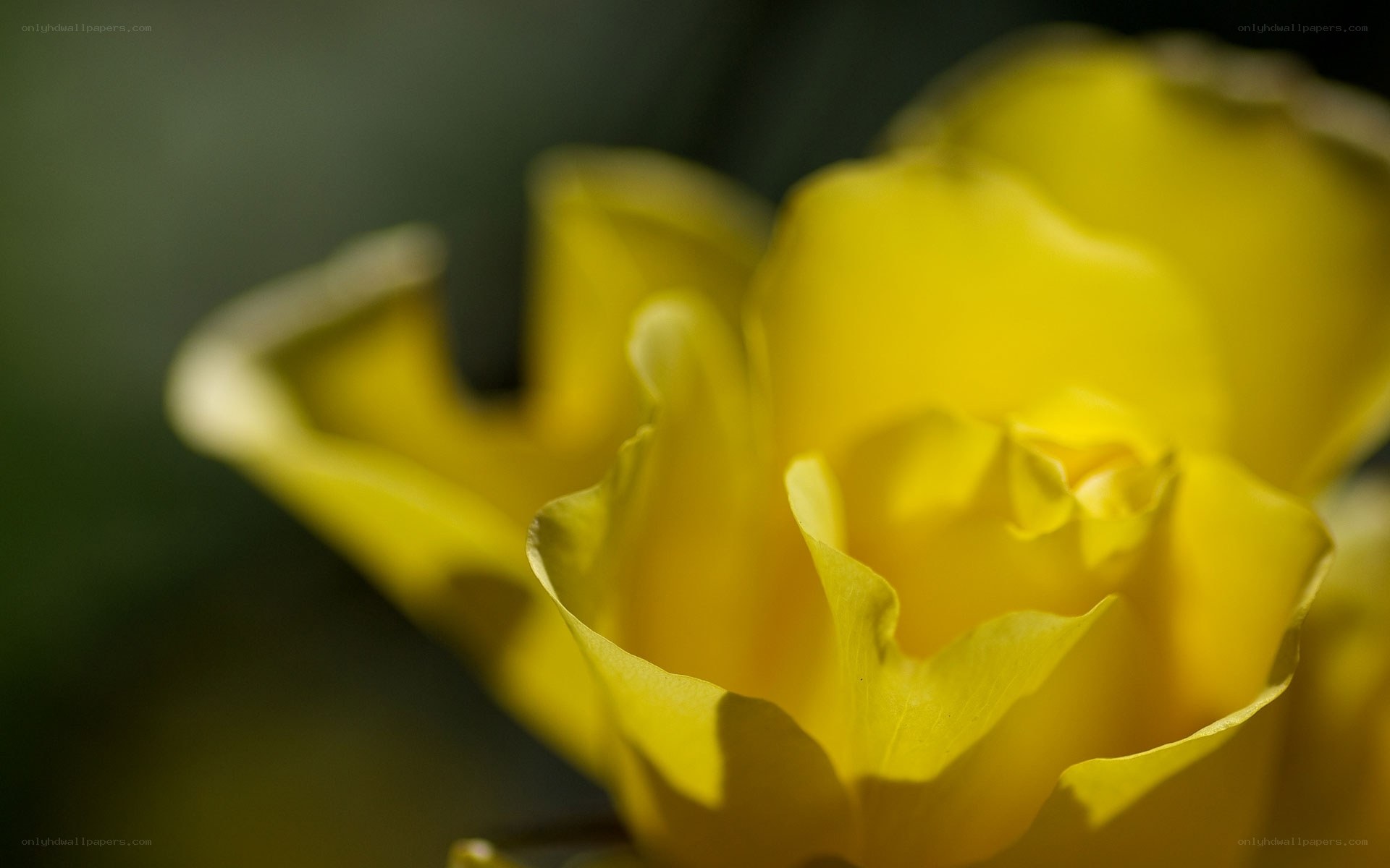 yellow rose in sunlight