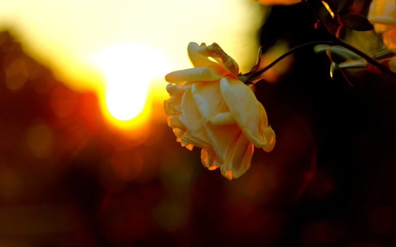 Yellow Rose in Sunset