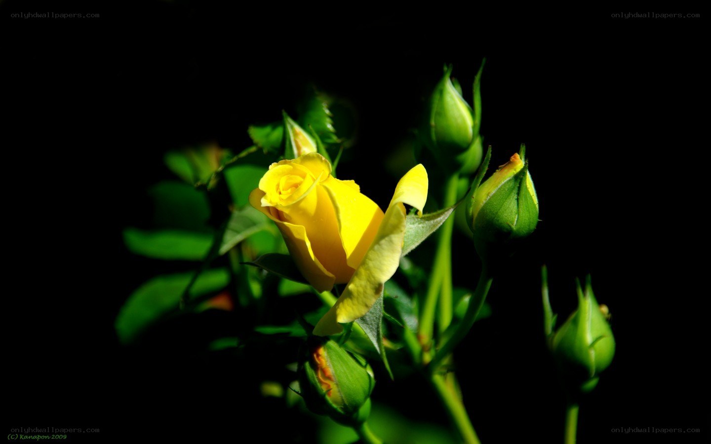Yellow rose in the dark