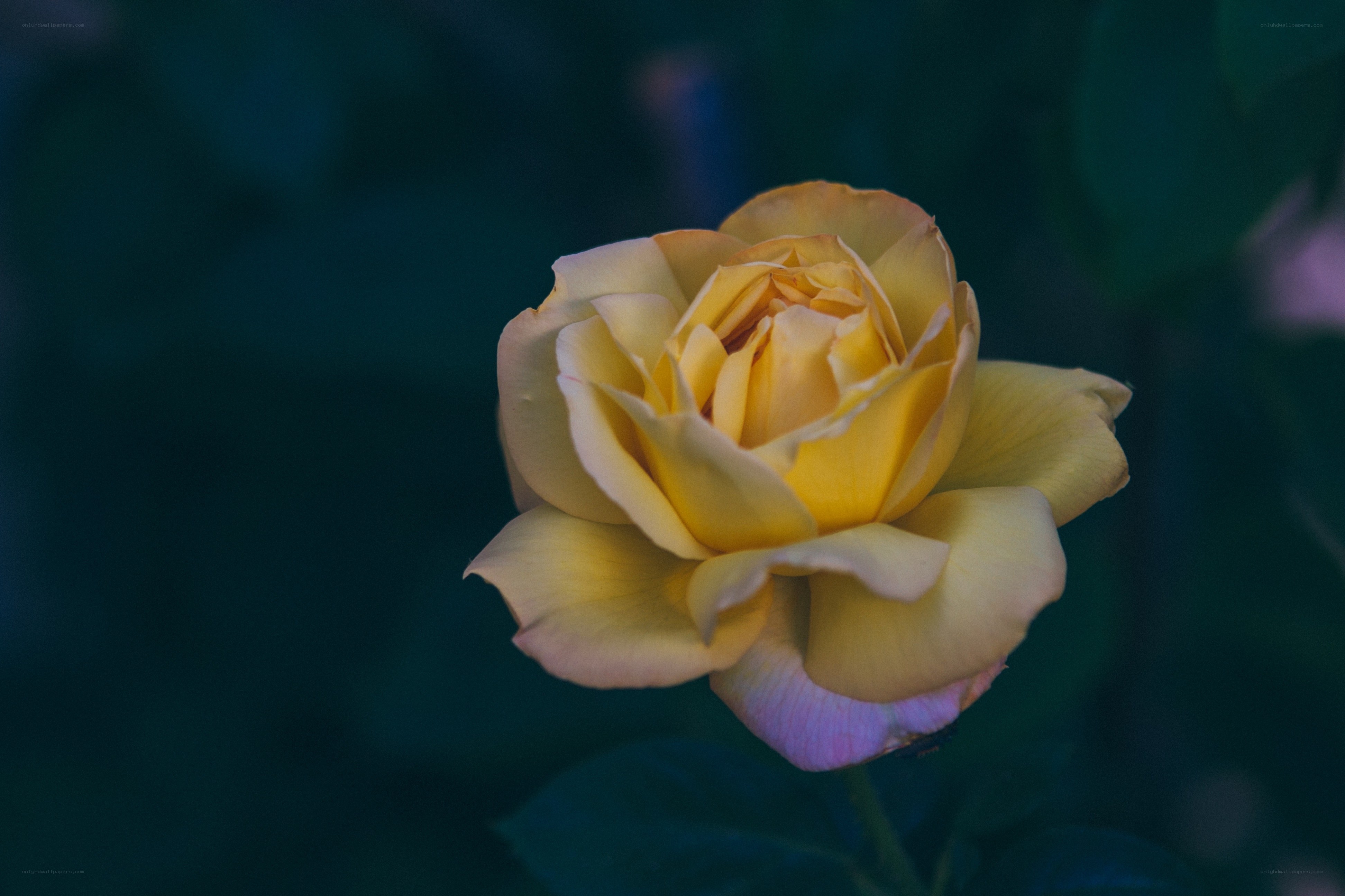yellow rose in twilight