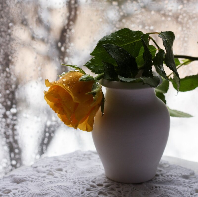 Yellow Rose in Vase — Calm, Photograph