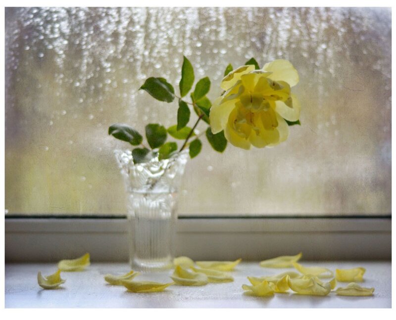 Yellow Rose in Vase — Calm