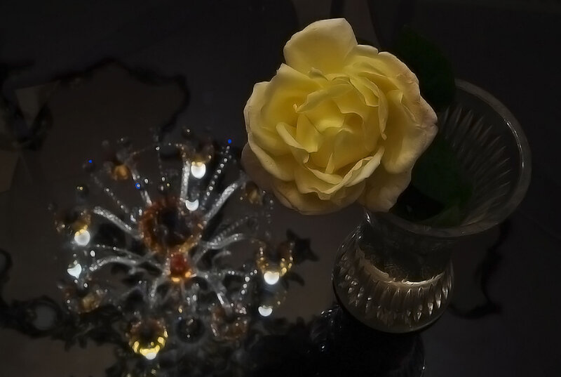 Yellow Rose in Vase — Dramatic