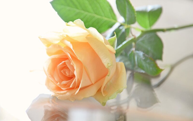 Yellow Rose in Vase — Serene, Photograph