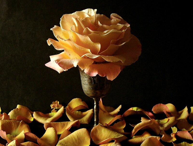 Yellow Rose in Vase