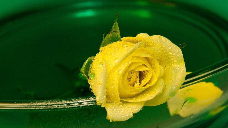 Yellow Rose in Water — Calm, Photograph