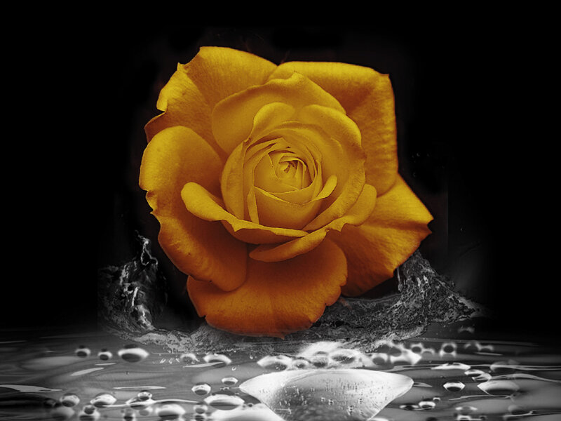 Yellow Rose in Water — Dramatic, Photograph