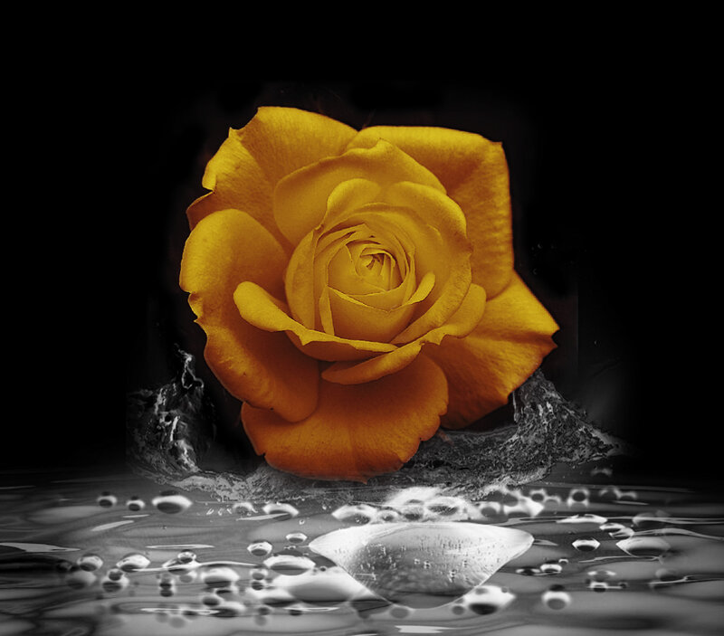 Yellow Rose in Water — Dramatic