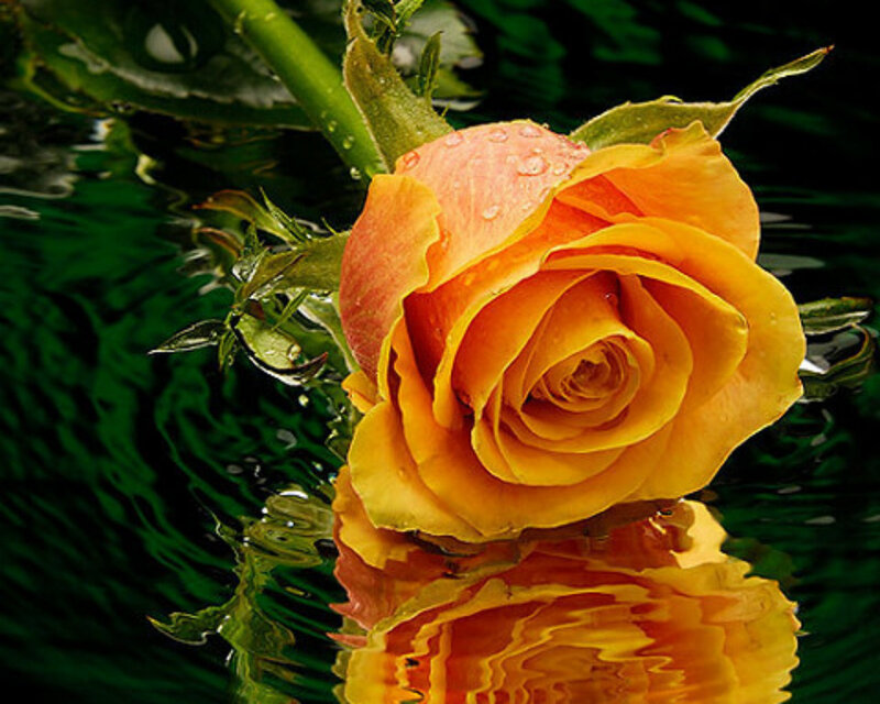 Yellow Rose in Water — Serene, Photograph, Leaf, Stem