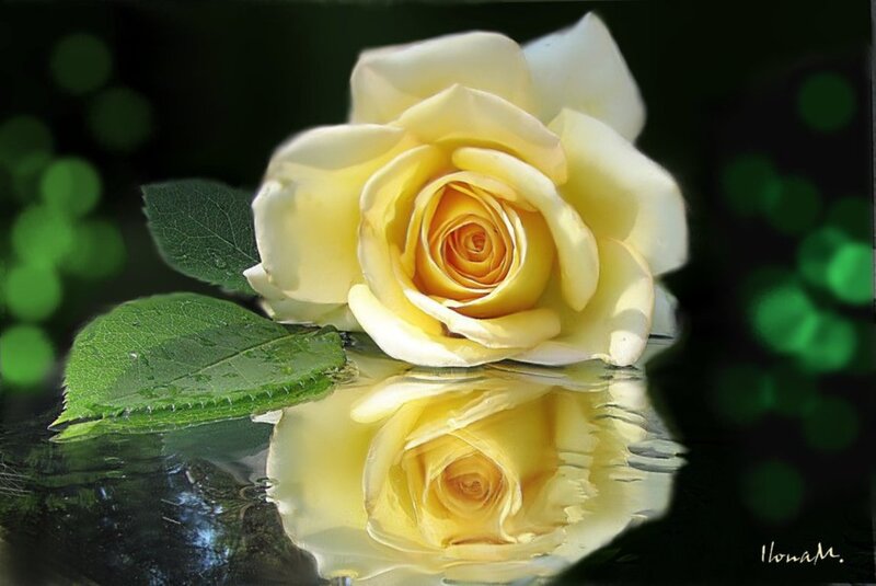 Yellow Rose in Water — Serene, Photograph, Leaf