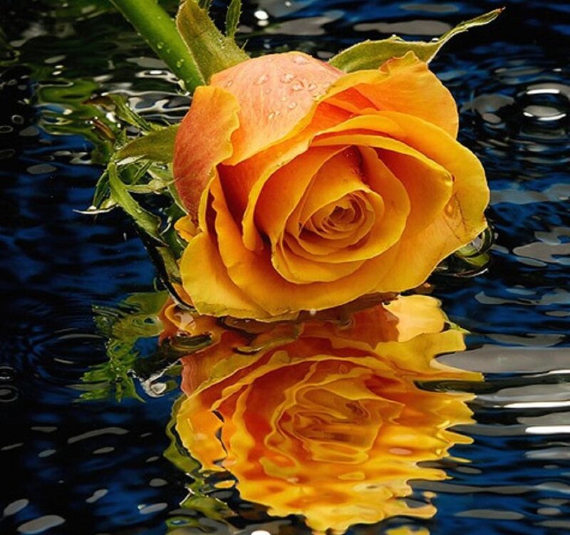 Yellow Rose in Water — Serene, Photograph