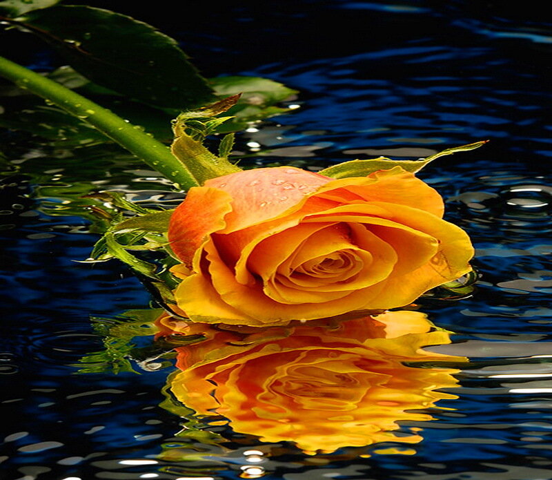 Yellow Rose in Water — Serene