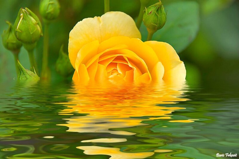 Yellow Rose in Water