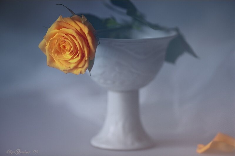 Yellow Rose in White Vase
